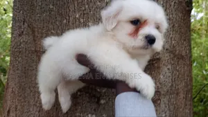 1-3 months Male Purebred Havanese