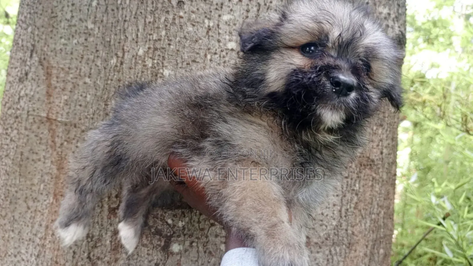 1-3 months Male Purebred Havanese