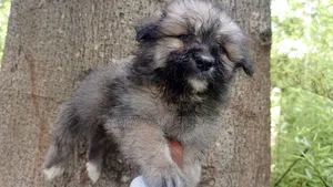 1-3 months Male Purebred Havanese