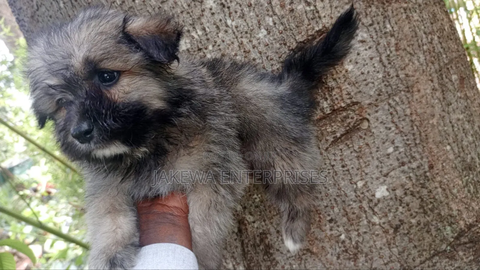 1-3 months Male Purebred Havanese