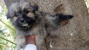 1-3 months Male Purebred Havanese