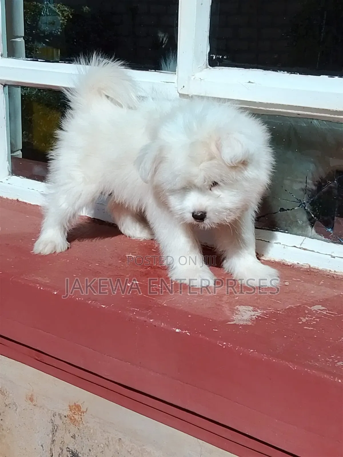 1-3 months Male Purebred Havanese