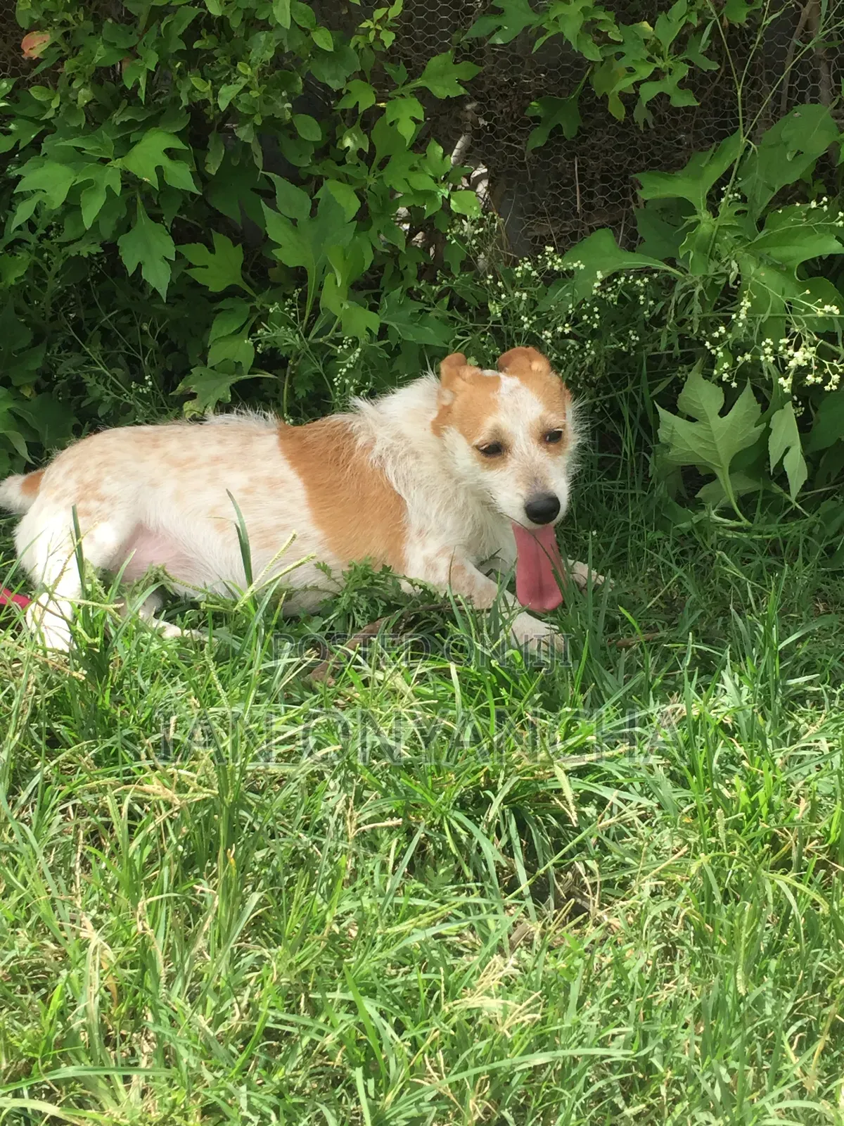 6-12 months Male Mixed Breed Jack Russell Terrier