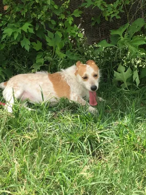 6-12 months Male Mixed Breed Jack Russell Terrier