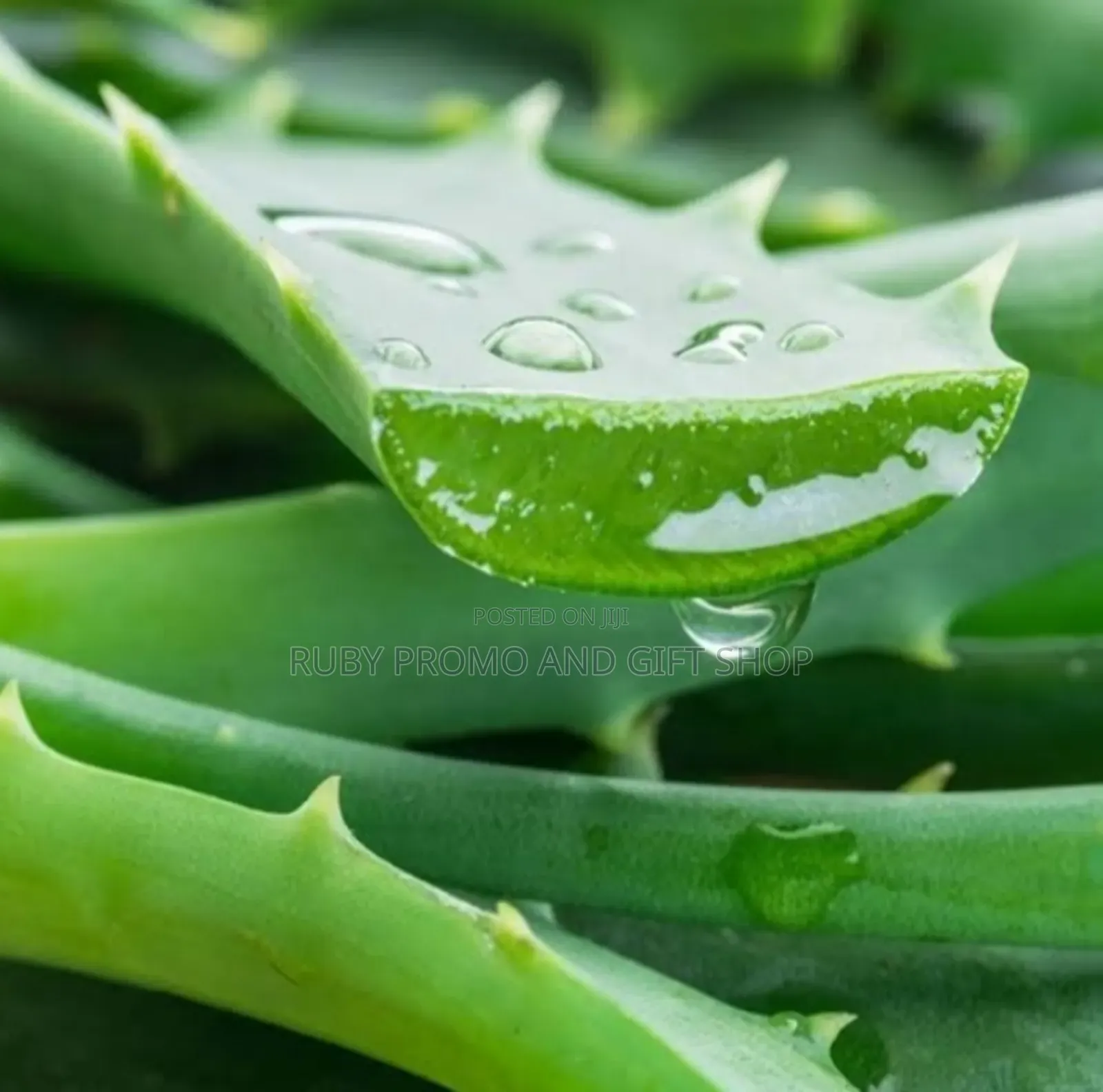 1 Litre Organic Aloe Vera Gel