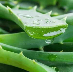 1 Litre Organic Aloe Vera Gel