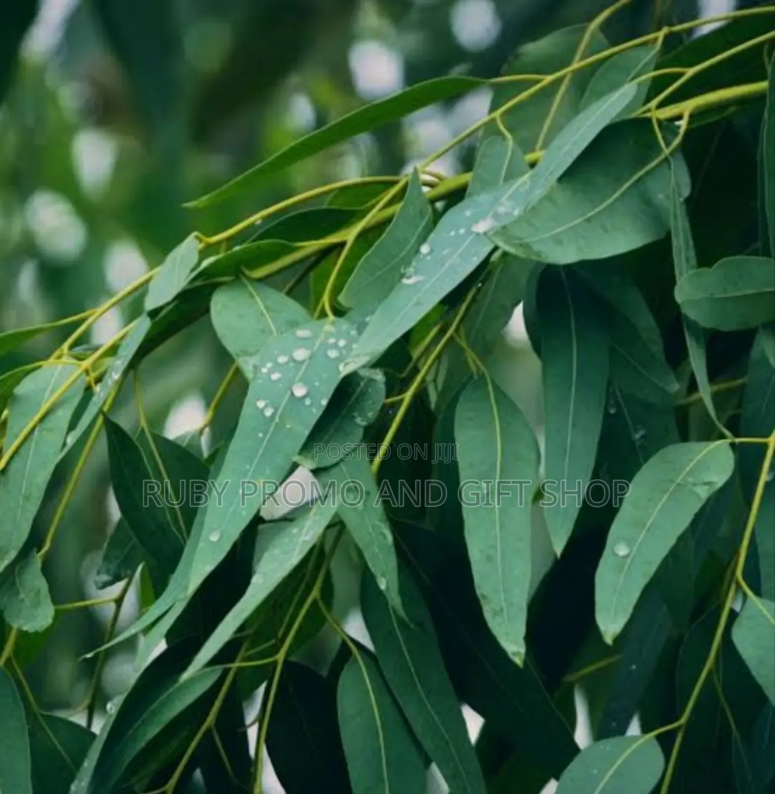1 Litre 100% Natural Eucalyptus Essential Oil