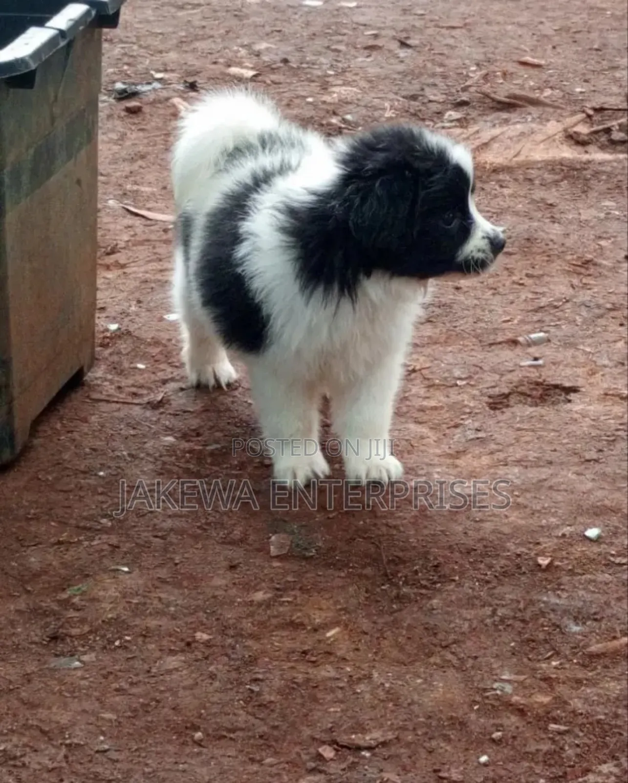 1-3 months Male Purebred Havanese