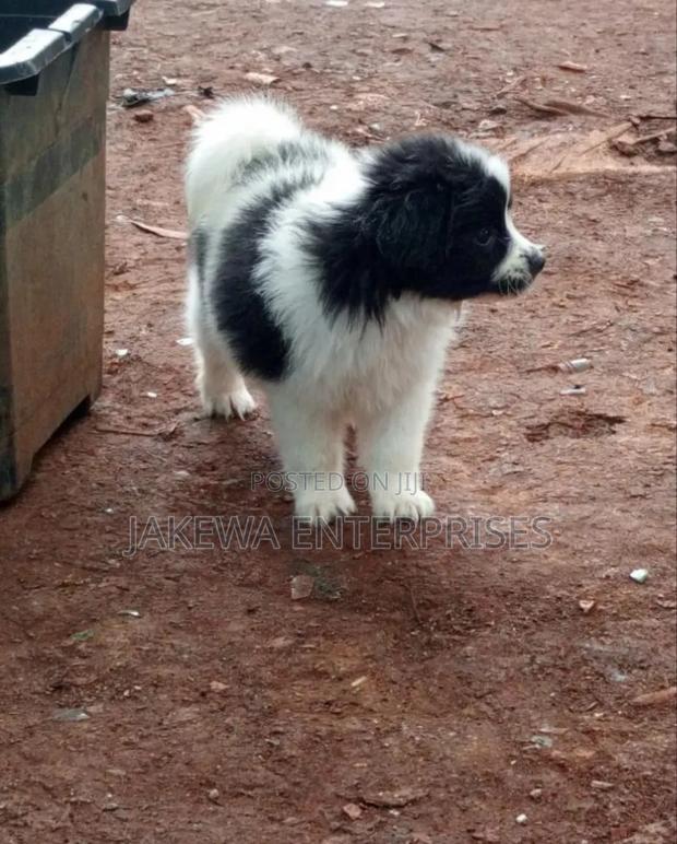 1-3 months Male Purebred Havanese