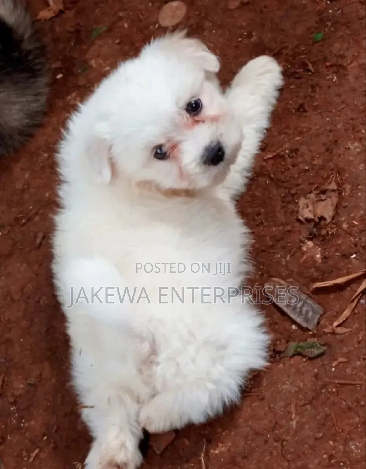 1-3 months Female Purebred Havanese