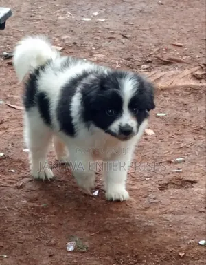 1-3 months Male Purebred Havanese