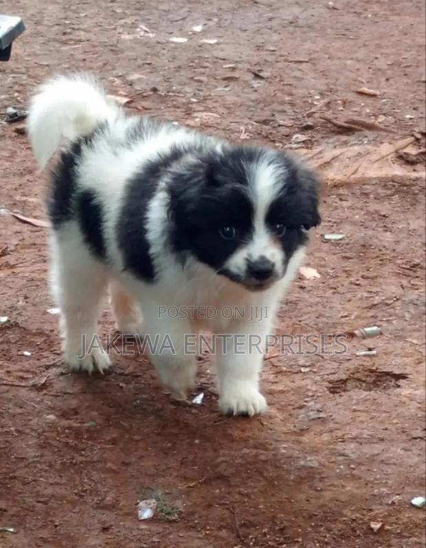 1-3 months Male Purebred Havanese