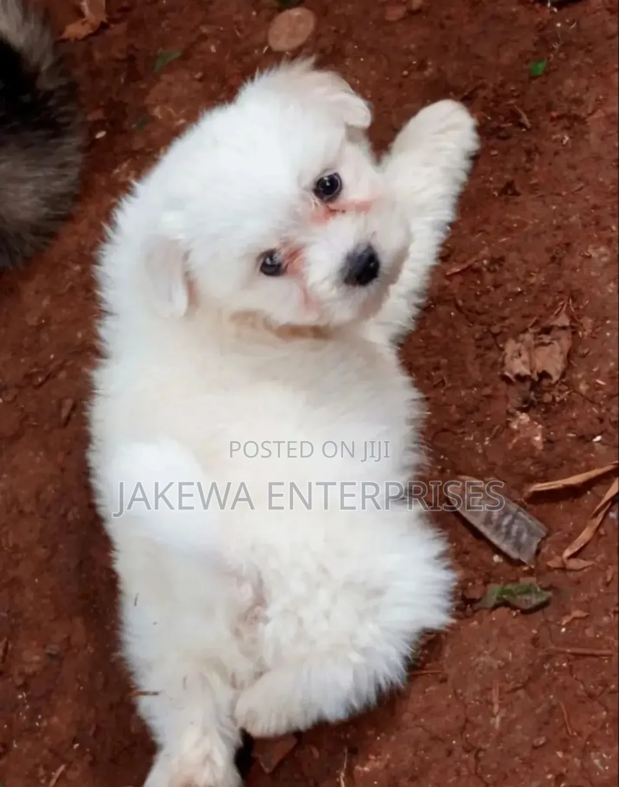 1-3 months Female Purebred Havanese