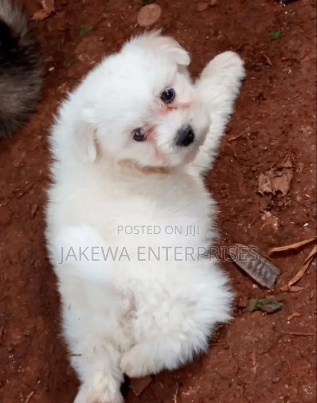 1-3 months Female Purebred Havanese