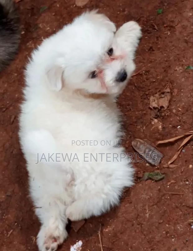 1-3 months Female Purebred Havanese - main view
