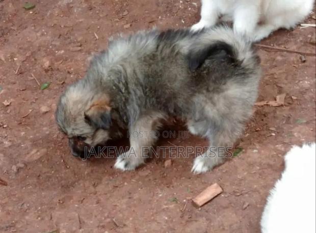 1-3 months Male Purebred Havanese