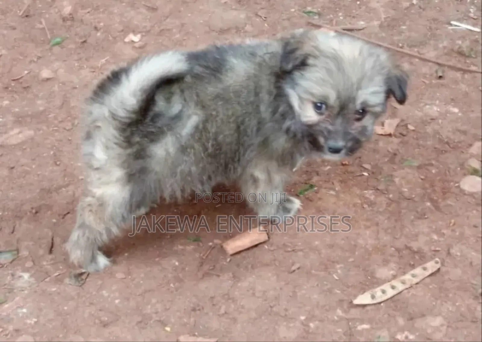 1-3 months Male Purebred Havanese