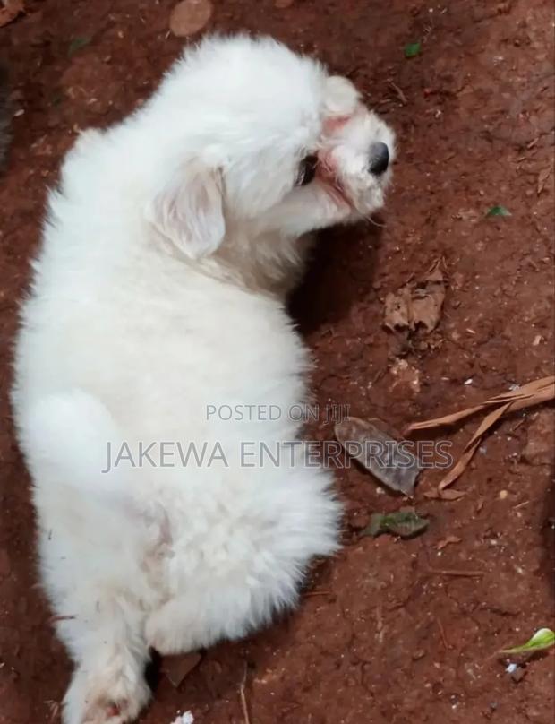 1-3 months Male Purebred Havanese - main view