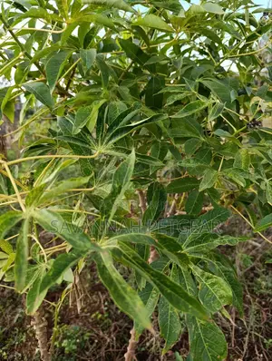 Cassava Cuttings - 100 Pieces