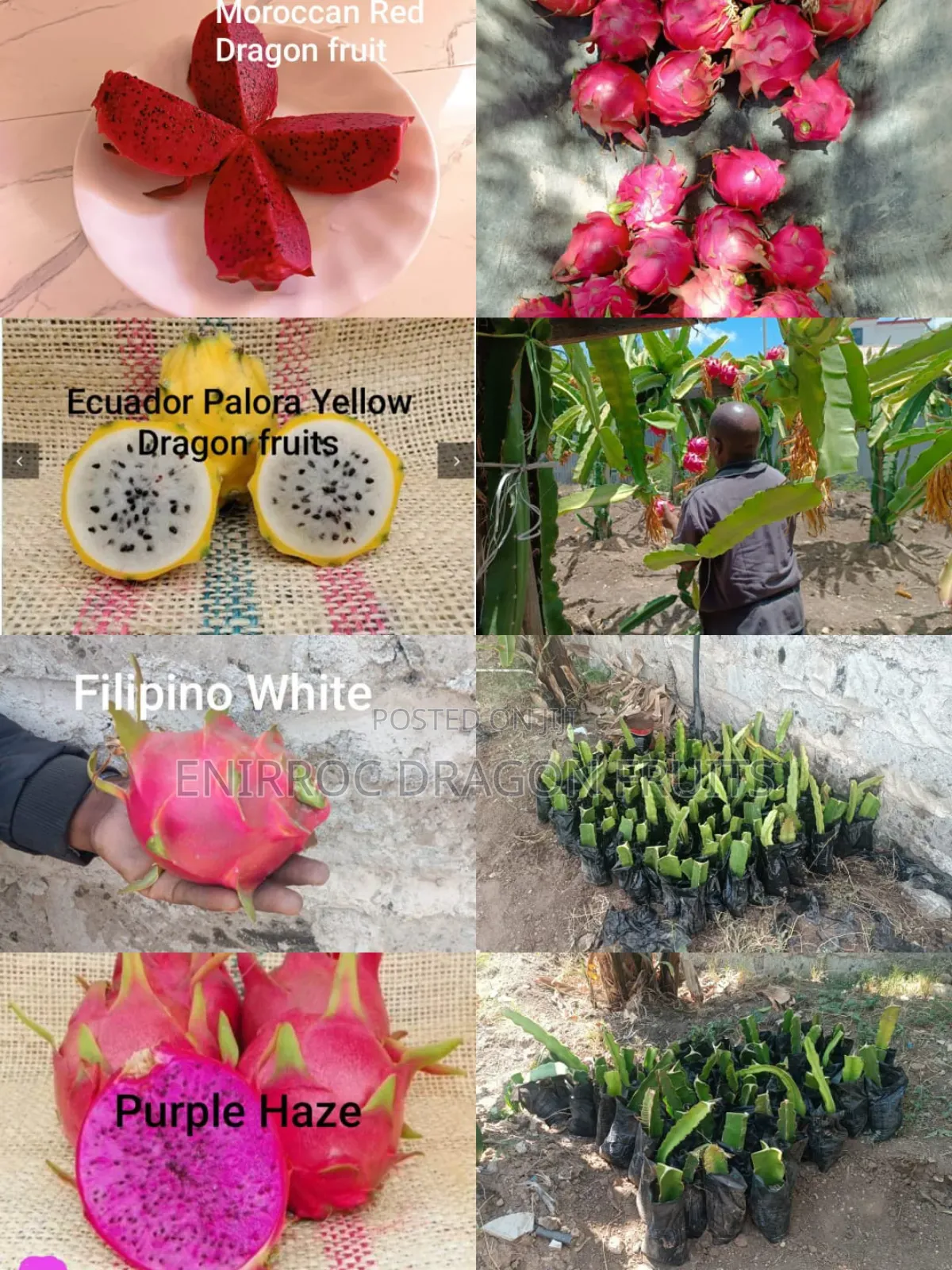 Moroccan Red Dragon Fruits Cuttings