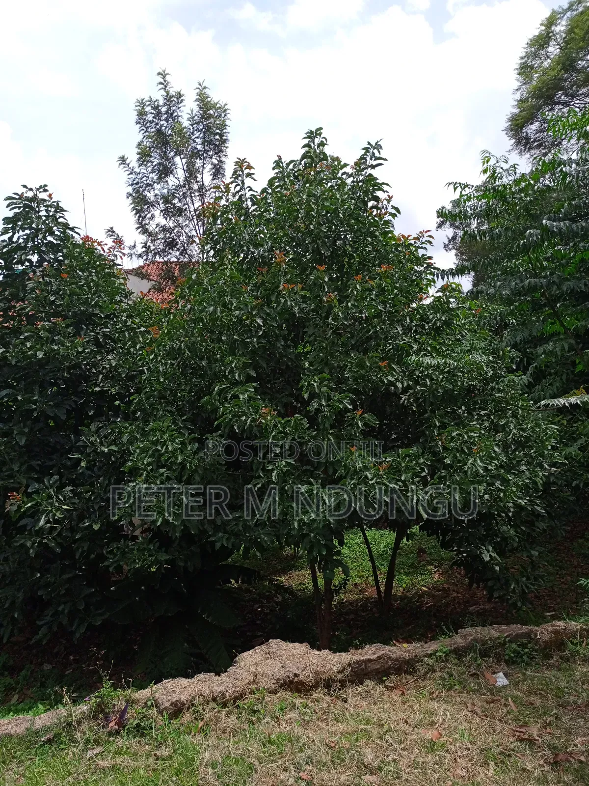 Kilimani Prime 1/2 Acre on Sale