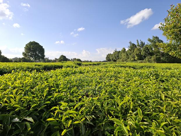 Prime Property in Limuru - main view