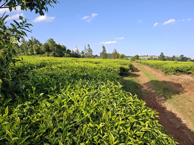 Prime Property in Limuru - thumbnail 5