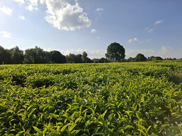 Prime Property in Limuru - thumbnail 6