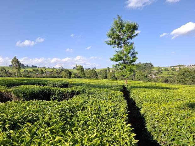 Prime Property in Limuru - thumbnail 8