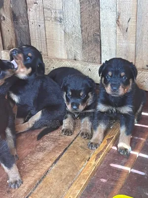 1-3 months Female Purebred Rottweiler