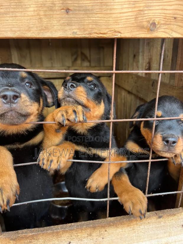 1-3 months Male Purebred Rottweiler - main view