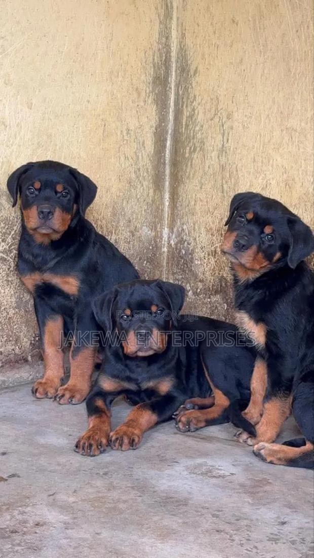 1-3 months Female Purebred Rottweiler - main view