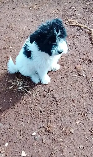 1-3 months Male Purebred Havanese
