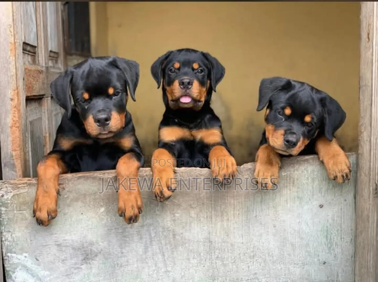 1-3 months Female Purebred Rottweiler
