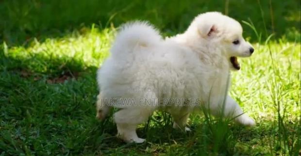 1-3 months Male Purebred Havanese - main view