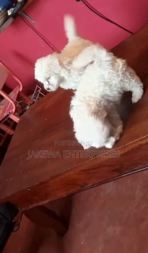 1-3 months Male Purebred Havanese