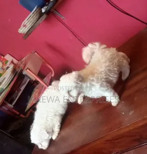 1-3 months Male Purebred Havanese