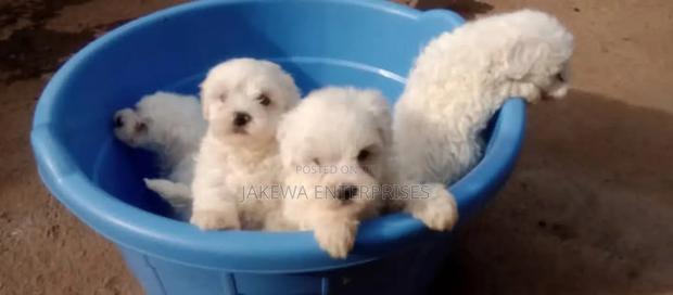 1-3 months Male Purebred Havanese - thumbnail 2