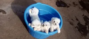 1-3 months Male Purebred Havanese