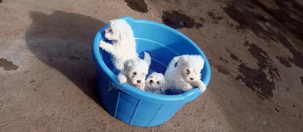 1-3 months Male Purebred Havanese - main view