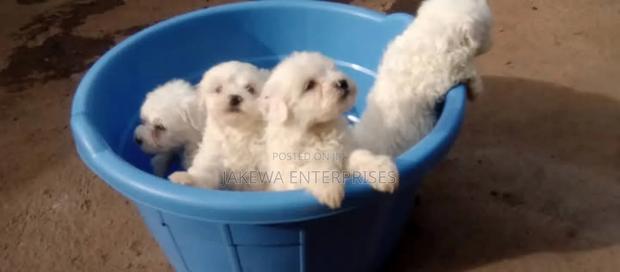 1-3 months Male Purebred Havanese