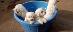 1-3 months Female Purebred Havanese - thumbnail 2