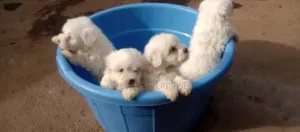 1-3 months Female Purebred Havanese