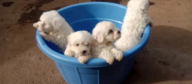 1-3 months Female Purebred Havanese - main view