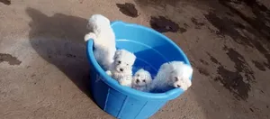 1-3 months Male Purebred Havanese