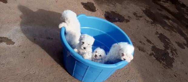 1-3 months Male Purebred Havanese - main view