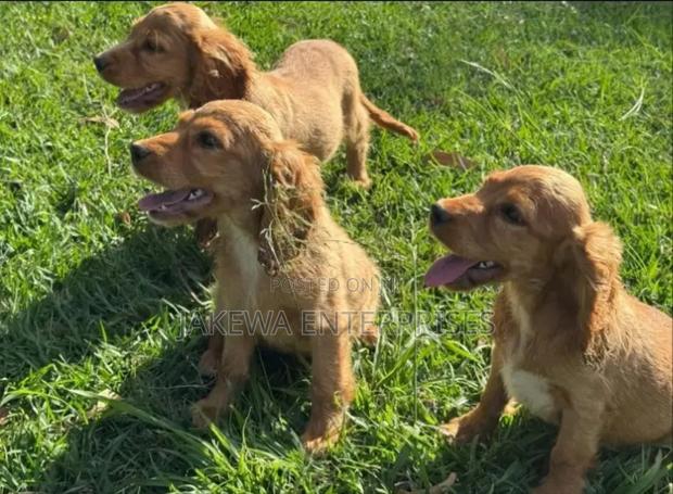 1-3 months Male Purebred Cocker Spaniel - main view
