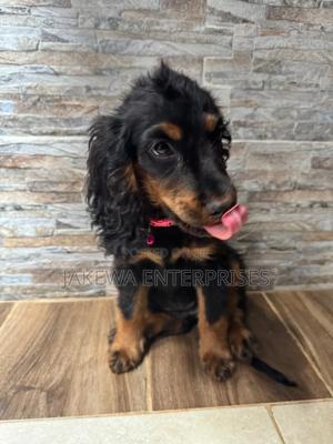 1-3 months Female Purebred Cocker Spaniel - main view