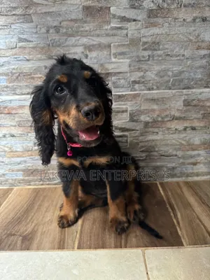 1-3 months Female Purebred Cocker Spaniel