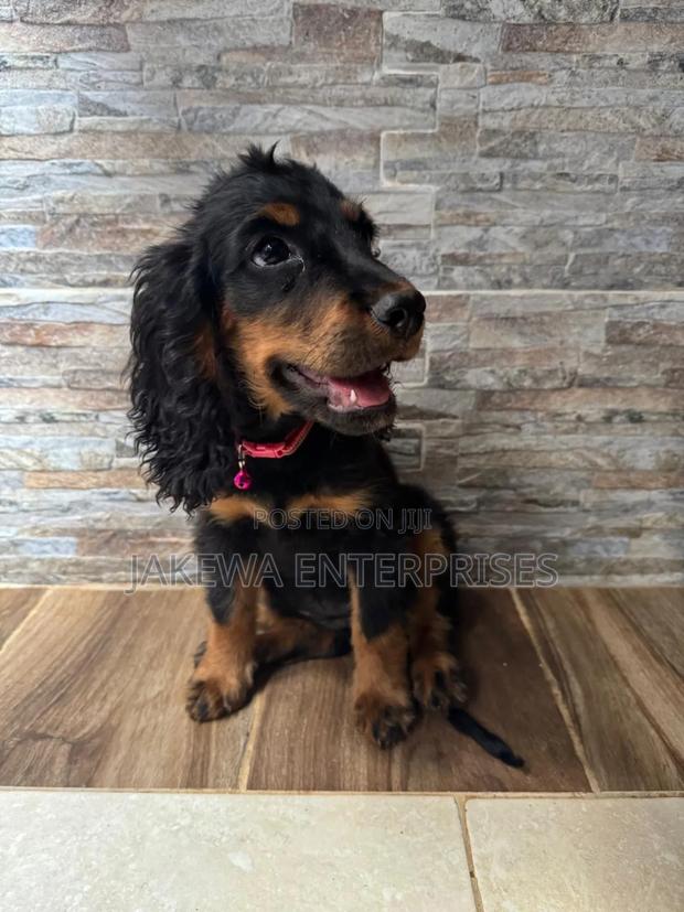 1-3 months Female Purebred Cocker Spaniel - thumbnail 3